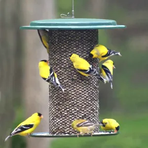 3 Qt. Metal Safflower Feeder, Green