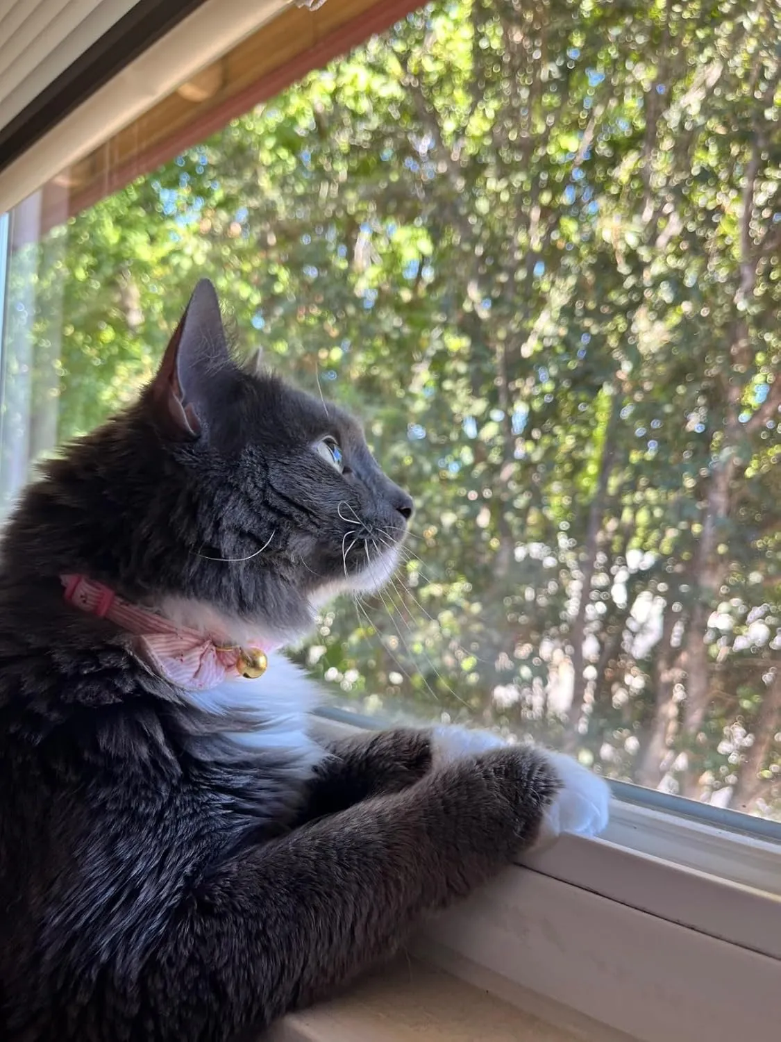 Cotton Bowtie Cat Collar with Bell 2 Pack Adjustable Breakaway Kitten Collars with Removeable Bow Pink Girl Cat Collars