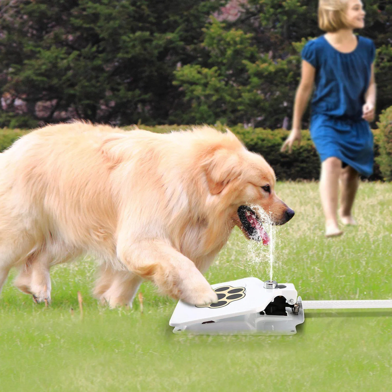 Dog Water Fountain