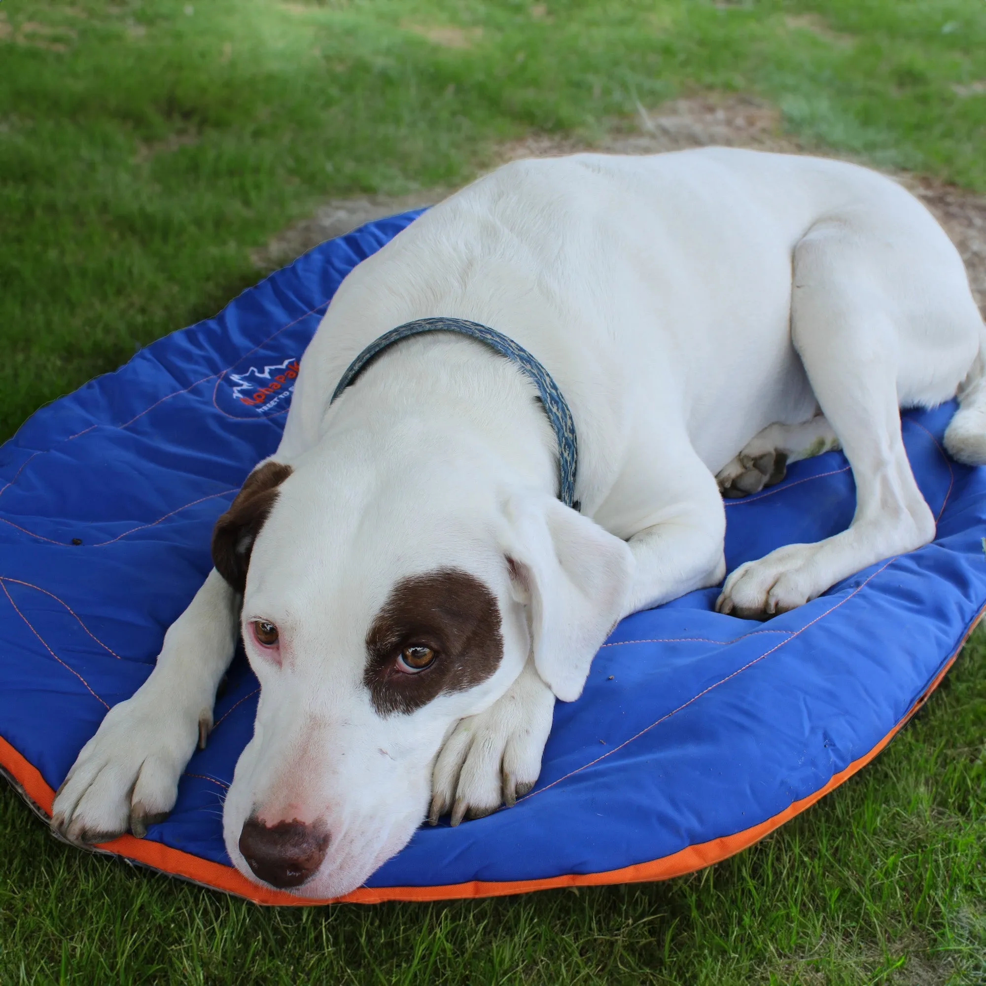 Eclipse Blue Compressible Waterproof Dog Sleeping Mat - WHOLESALE