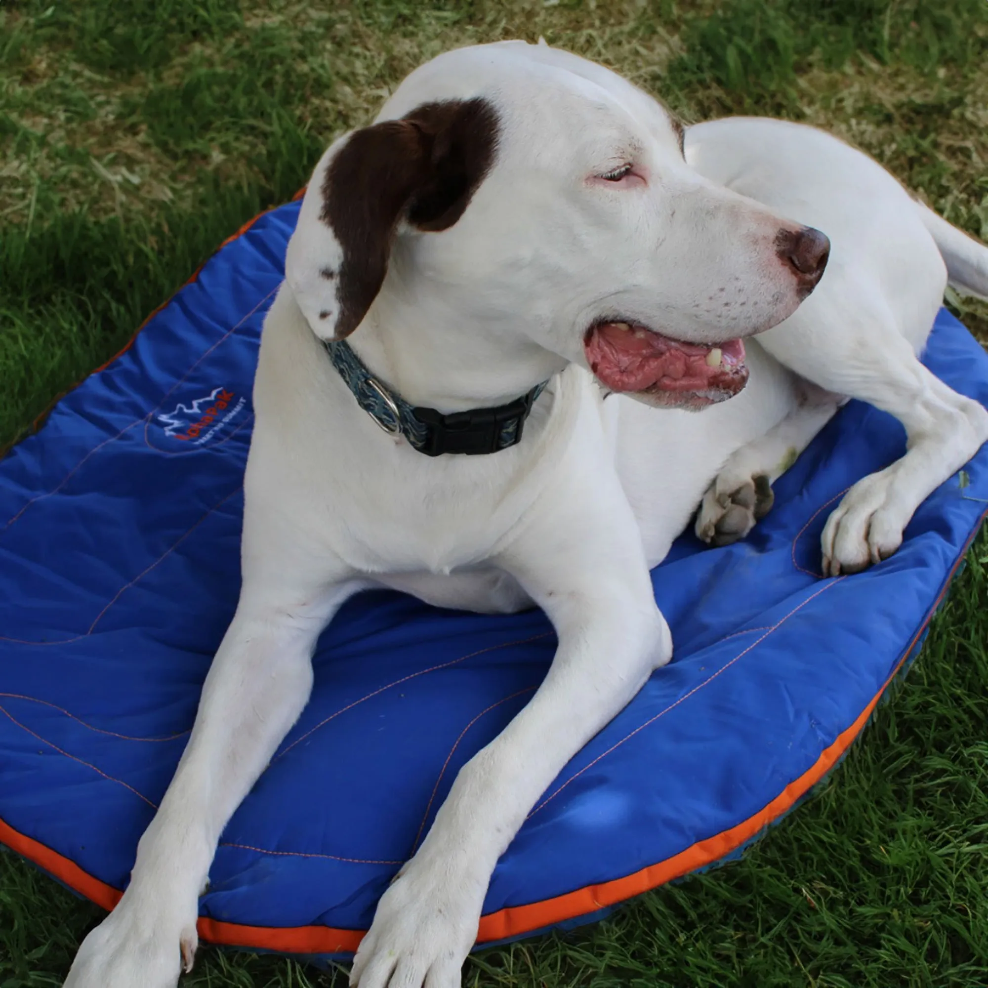 Eclipse Blue Compressible Waterproof Dog Sleeping Mat - WHOLESALE
