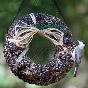 Gourmet Pecan Bird Seed Wreath