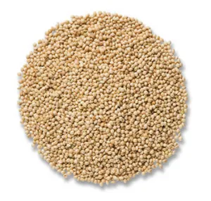 Leach Millet Seed