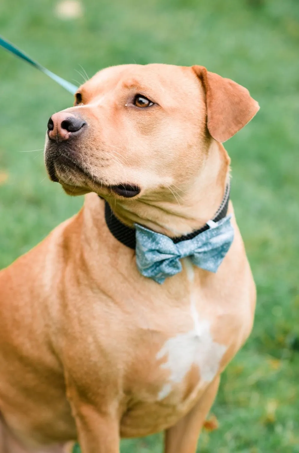 Moroccan Blues Pet Bow Tie