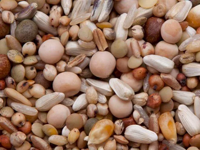 Pigeon Breeder Mix