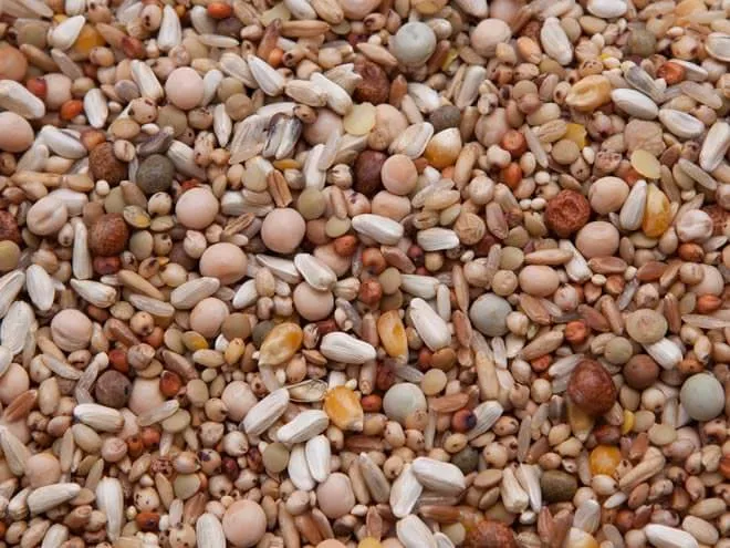 Pigeon Breeder Mix