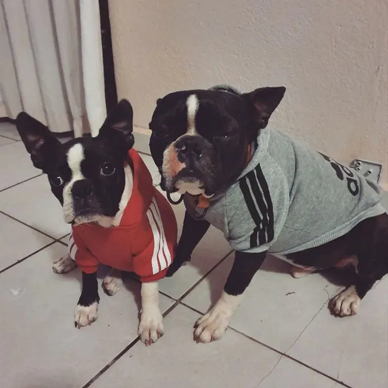 Sport Hoodie For All Sizes Pet