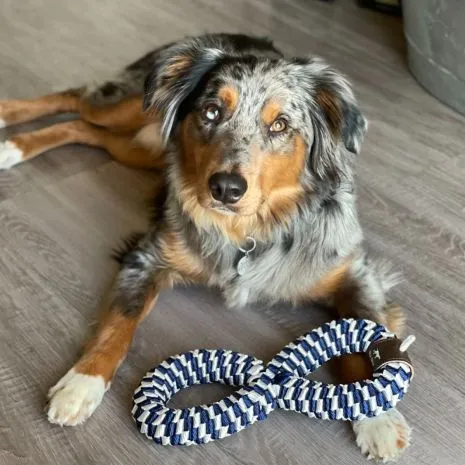 Tall Tails Dog Toy Braided Infinity Tug
