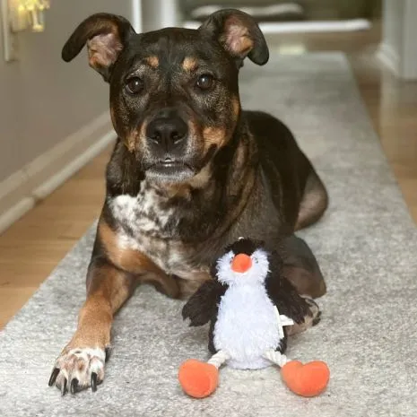 Tall Tails Dog Toy Holiday Penguin Pull-Through Rope Tug