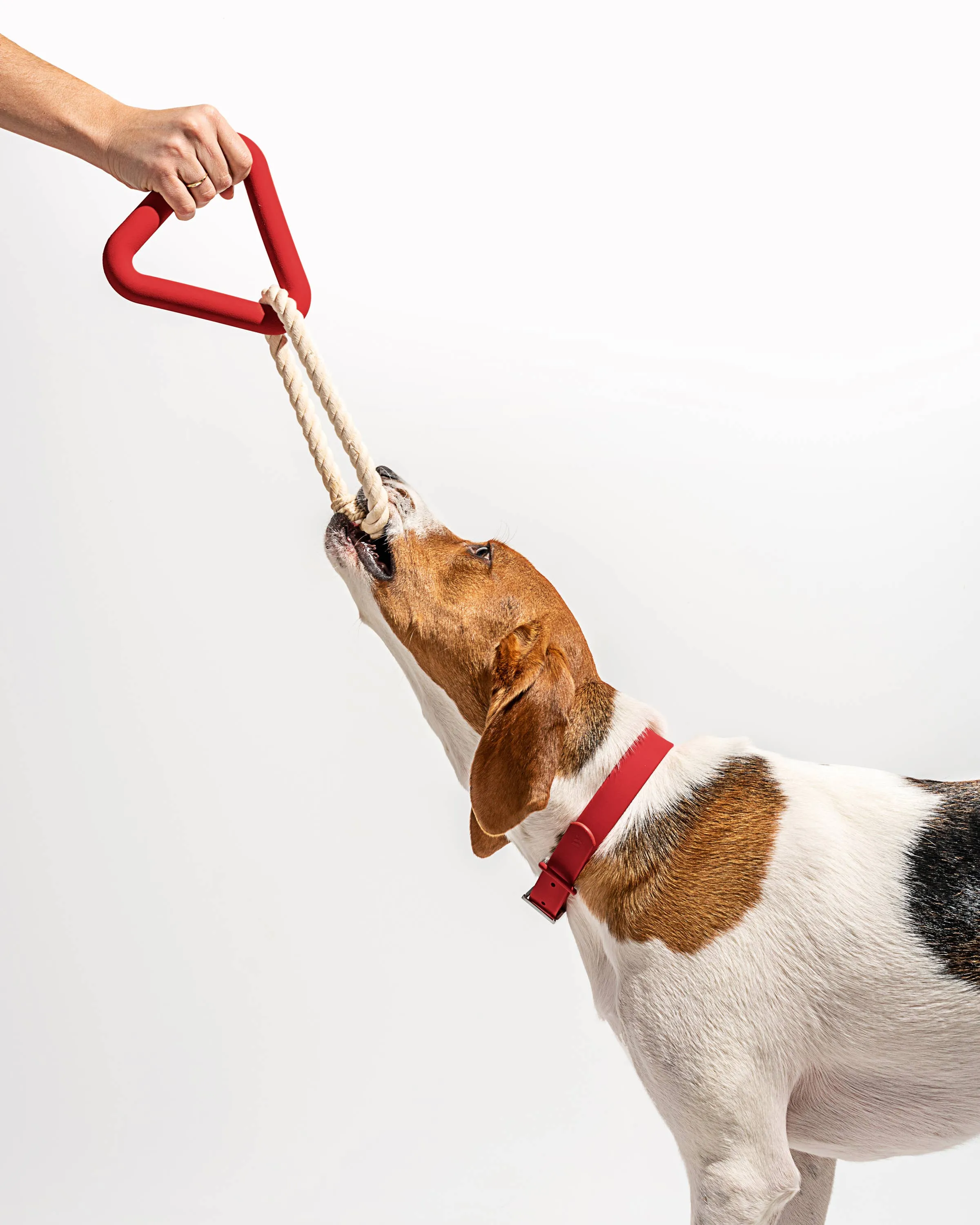 Triangle Tug Dog Chew Toy: SMALL / Strawberry