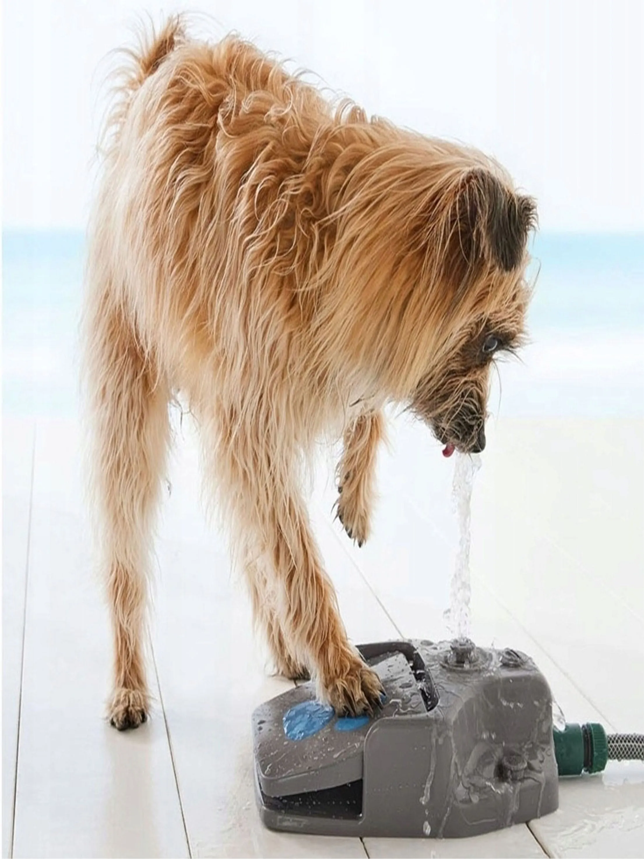 Water Fountain For Dogs